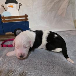 Sparkle - Black and white female Sheepadoodle puppy in Weatherford, Texas from Oodles of poodles and doodles