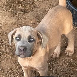 Buttercup - Gray and fawn female Cane Corso puppy in San Isidro, Texas from MTZCC Ranch, LLC