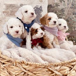 Goldendoodle and Poodle Puppies from Doodle Puppy Parti