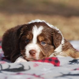 Miniature Australian Shepherd Puppies from Another Day Kennel at Cassel Ranch