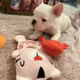 French Bulldog Puppies from Fur Royalty Frenchies
