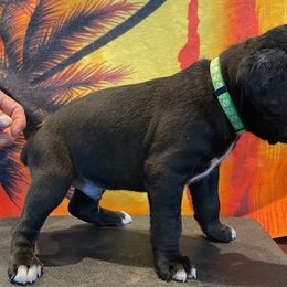 Creed - seal brindle - Brindle Boxer puppy in Taft, Tennessee from Hillbillie Boxers
