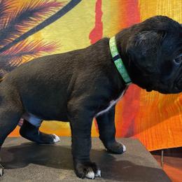 Creed - seal brindle - Brindle Boxer puppy in Taft, Tennessee from Hillbillie Boxers