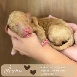 Acorn - Apricot male Goldendoodle puppy in Easley, South Carolina from Our Darling Doodles