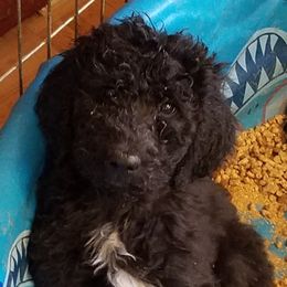 Old English Sheepdogs and Sheepadoodles from Faith S Clement's Old English Sheepdogs and Sheepadoodles