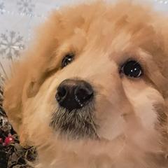 Double Doodles and Sheepadoodles from Kelley's Goldens Poodles and Doodles