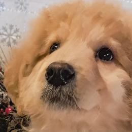Double Doodles and Sheepadoodles from Kelley's Goldens Poodles and Doodles