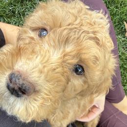 Rocky - Fawn and white male Sheepadoodle puppy in Lancaster, Pennsylvania from Bitler Family Puppies
