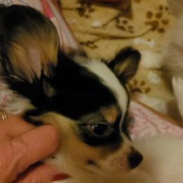 Boy 2 - White black and tan male Papillon puppy in Florida from Tammy's Papillon Playpen