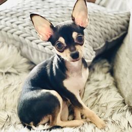 Fancy - Chihuahua