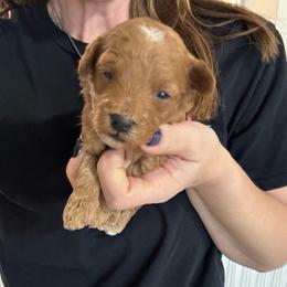 StarLord - Red  male Poodle puppy in Cedar City, Utah from Precious Paws Ranch