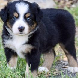 Doc - Black tri male Miniature Australian Shepherd puppy in Evant, Texas from Lazy VT Bar Ranch