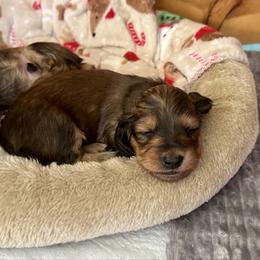 Holly - Cream female Dachshund puppy in Stoutland, Missouri from Farmhouse Dachshunds