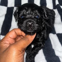 Buckwheat 1700 - Black male Yorkipoo puppy in Gastonia, North Carolina from Banks Dynasty Kennel