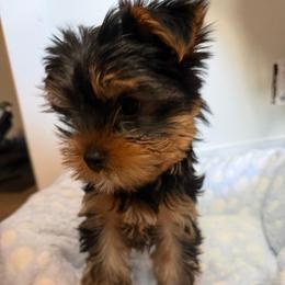Boy 1 - Black and tan male Yorkshire Terrier puppy in Livermore, California from Ruben & Tatiana’s Yorkshire Terriers
