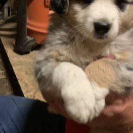 Miniature Australian Shepherd and Toy Australian Shepherd Puppies from Bit O' Bliss Farm LLC