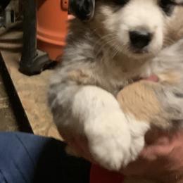 Miniature Australian Shepherd and Toy Australian Shepherd Puppies from Bit O' Bliss Farm LLC