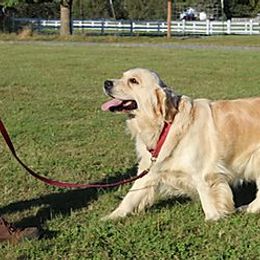Golden Retriever All Grown Up from Tradition Kennel Retrievers and Spaniels