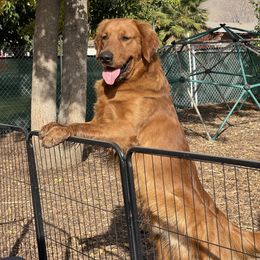 Zack - Golden Retriever
