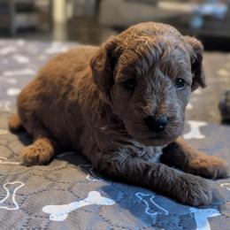 Purple collar - Cream female Goldendoodle puppy in Connecticut from Valley View Doodles