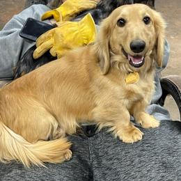 Chester - Dachshund