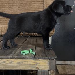 Green Boy - Black male Labrador Retriever puppy in North Pole, Alaska from Mulberry Retrievers