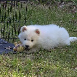 Samoyed Puppies from Limelight Samoyeds