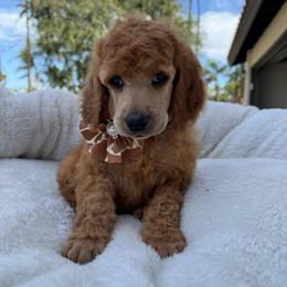 Brown collar - Red  female Poodle puppy in Riverside, California from Riverside red poodles