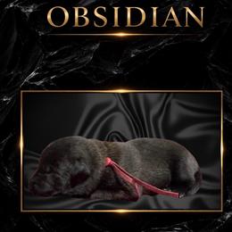Obsidian - Fawn sable male Belgian Malinois puppy in Chino, California from BlueStone K9
