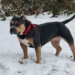 Prada - American Bully