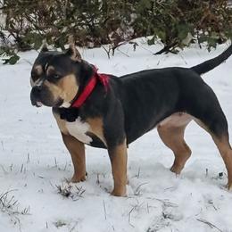Prada - American Bully