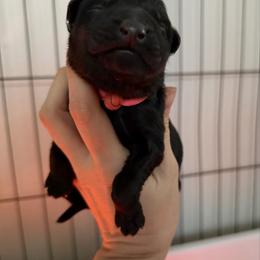 Lemon Von der Spitze - Black female German Shepherd puppy in New York from Spitze German Shepherds