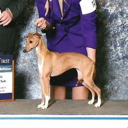 Sunny - Italian Greyhound