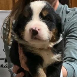 Red Collar Male - Black rust and white male Bernese Mountain Dog puppy in Bristol, Tennessee from Holston Hollow Farm