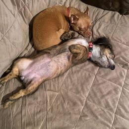 Dachshund Puppies from Camacho_Dachshunds