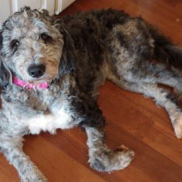 Kneesaa - Bernedoodle