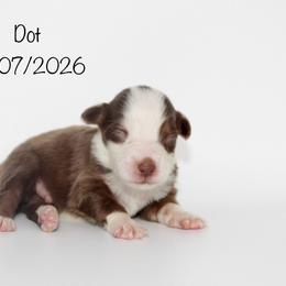 Boy 5 (Dot) - Red tri-color male Australian Shepherd puppy in Brooker, Florida from 🐾 The Great Bambino SunState Aussies!