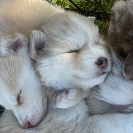 Pomskies from Majestic Pomsky