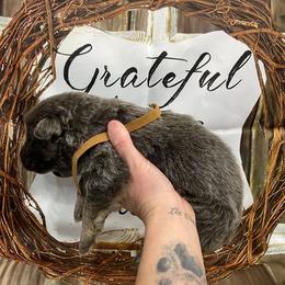 Boy 2 - Blue male German Shepherd puppy in Pelham, North Carolina from P & P Shepherds