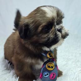 Cookie - Chocolate male Shih Tzu puppy in Hialeah, Florida from Shih Tzu Miami