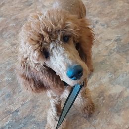 Goldendoodles, Golden Retrievers, and Poodles from Goldens With A Purpose