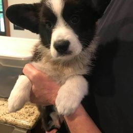 Cardigan Welsh Corgi Puppies from Stornoway Cardigan Welsh Corgis