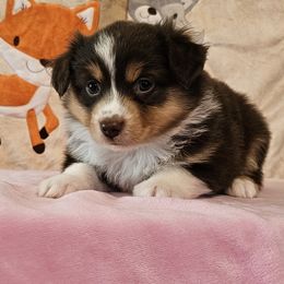 Opal - Red tri-color female Miniature American Shepherd puppy in Hume, Virginia from Shadow Fox Farm