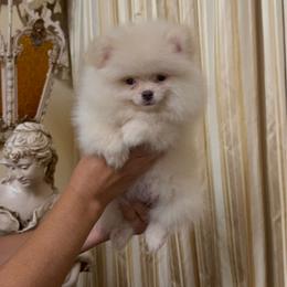 Wanda - Beaver female Pomeranian puppy in Bonita Springs, Florida from 🤎 Dreaming Puppies 🐶
