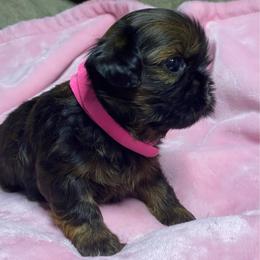 Girl 2 - Brindle female Shih Tzu puppy in Zeigler, Illinois from Dandy Little  Shih Tzu, Shih Poo's and Toy Poodles