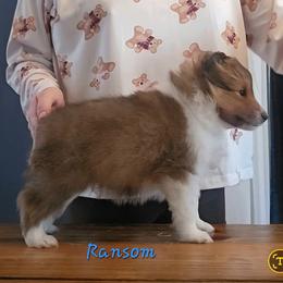 Shetland Sheepdog Puppies from Fawn Lane Shetland Sheepdogs