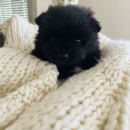 Louie - Black male Pomeranian puppy in Tucson, Arizona from Kristy's Pomeranians