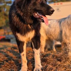 Octavia - Colorado Mountain Dog