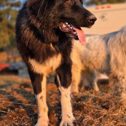Octavia - Colorado Mountain Dog