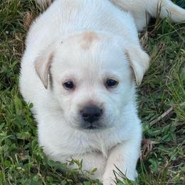 Clover - Yellow male Labrador Retriever puppy in Garnett, Kansas from Timberland Creek Labradors